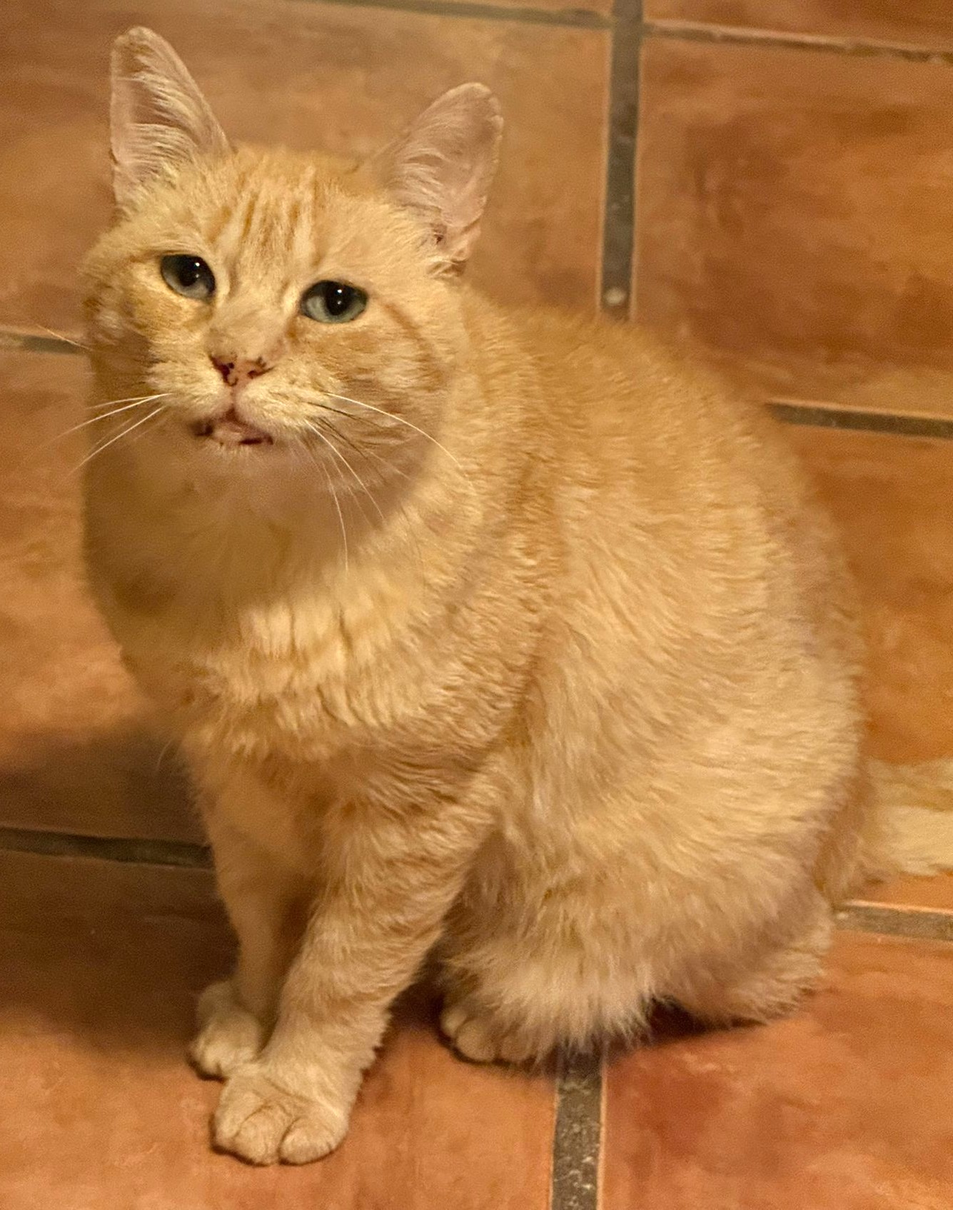 RON (adoptado)