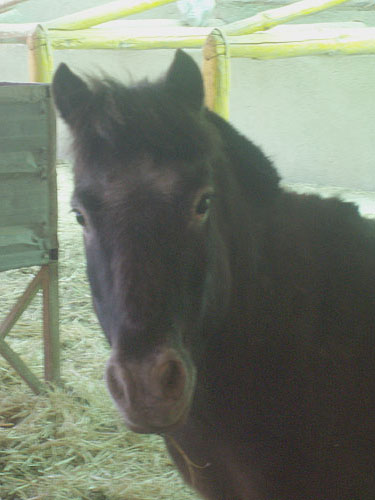 Toby - Imagen 4