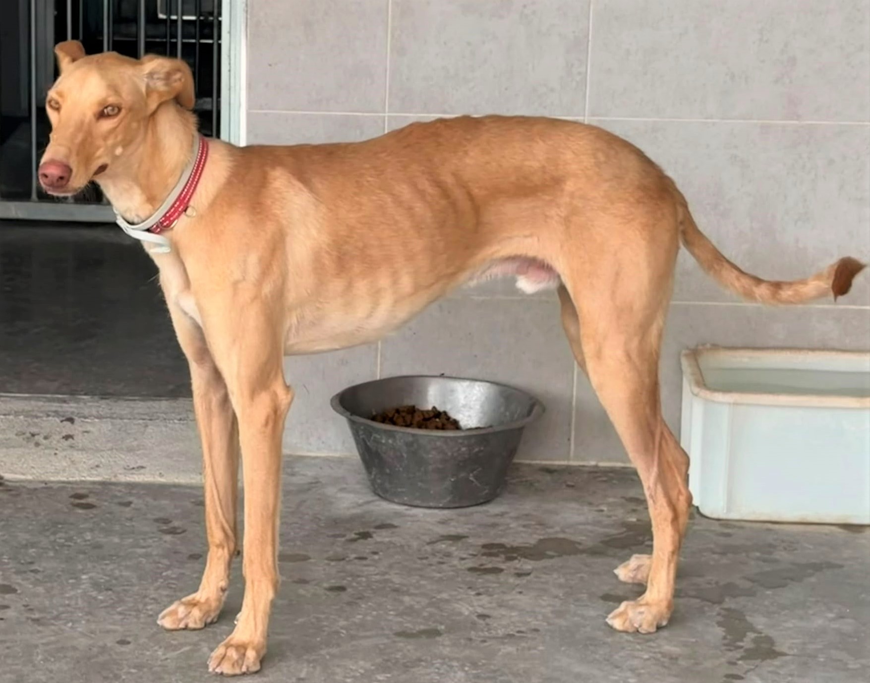 DARIUS (adoptado)