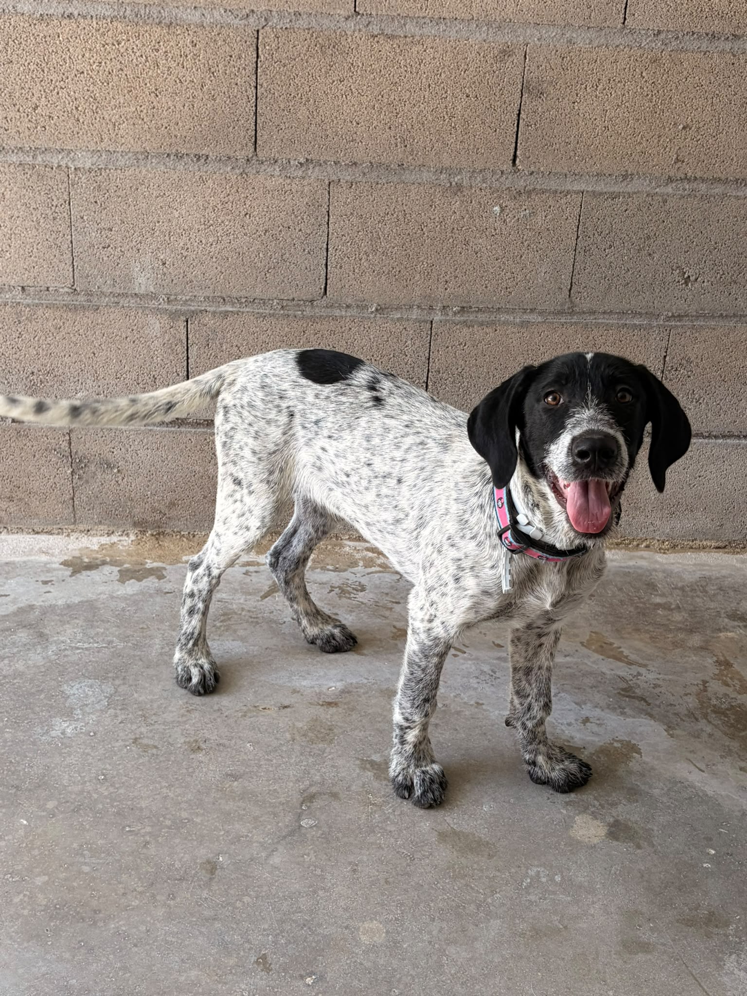 BOMANI (ADOPTADO)